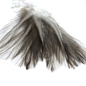 Coq Pardo de leon gris pardo, les 10 plumes origine France-Rooster Pard
